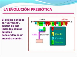 El código genético          codón                  ARNm
es “universal”,             GG          G      G
prueba de que
todas las células                           Adenina
                                 G
actuales
descienden de un     ARNt   anticodón       Uracilo
ancestro común.                             Citosina
                                        G   Guanina
 
