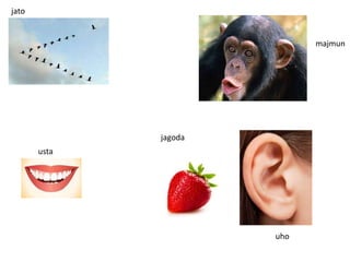 majmun
jato
usta
jagoda
uho
 