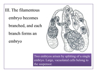 109189194-Polyembryony-PPT-by-Shivanand-M-R (1).pptx