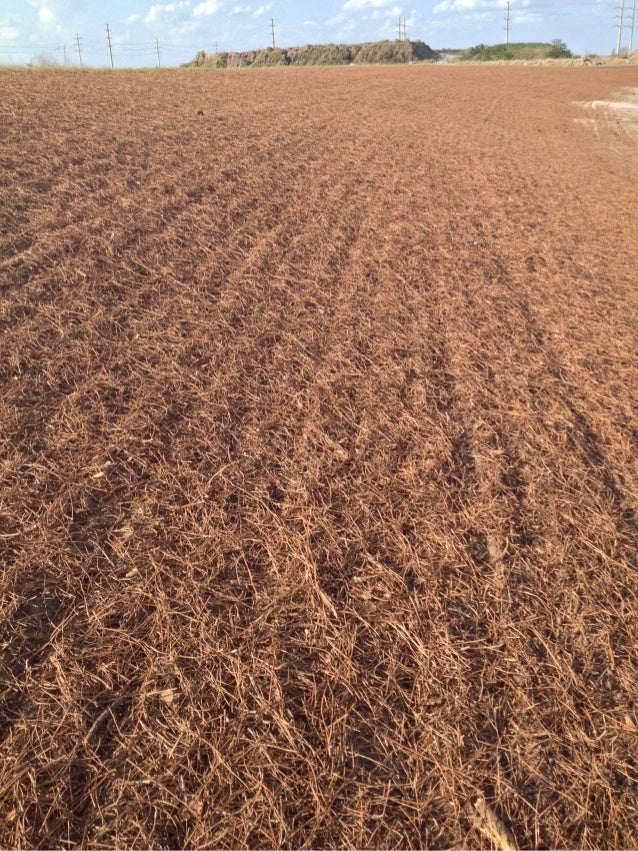 Slope stabilization and erosion control techniques using pine straw