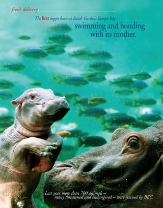 fresh delivery.
            The first hippo born at Busch Gardens Tampa Bay
                                   swimming and bonding
                                       with its mother.




                  Last year more than 700 animals –
                        many threatened and endangered – were rescued by BEC.
 