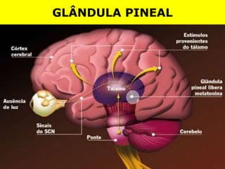 GLÂNDULA PINEAL
 