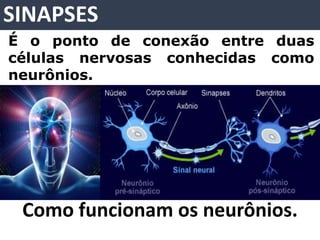 SINAPSES
Como funcionam os neurônios.
É o ponto de conexão entre duas
células nervosas conhecidas como
neurônios.
 