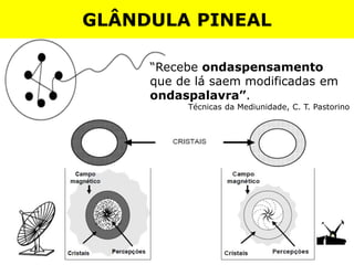 “Recebe ondaspensamento
que de lá saem modificadas em
ondaspalavra”.
Técnicas da Mediunidade, C. T. Pastorino
GLÂNDULA PINEAL
 