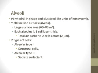 Alveoli
• Polyhedral in shape and clustered like units of honeycomb.
• ~ 300 million air sacs (alveoli).
• Large surface area (60–80 m2).
• Each alveolus is 1 cell layer thick.
• Total air barrier is 2 cells across (2 mm).
• 2 types of cells:
• Alveolar type I:
• Structural cells.
• Alveolar type II:
• Secrete surfactant.
www.freelivedoctor.com
 