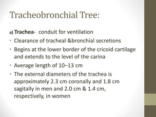 Tracheobronchial Tree:
a) Trachea- conduit for ventilation
• Clearance of tracheal &bronchial secretions
• Begins at the lower border of the cricoid cartilage
and extends to the level of the carina
• Average length of 10–13 cm
• The external diameters of the trachea is
approximately 2.3 cm coronally and 1.8 cm
sagitally in men and 2.0 cm & 1.4 cm,
respectively, in women
 