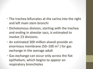 • The trachea bifurcates at the carina into the right
and left main stem bronchi
• Dichotomous division, starting with the trachea
and ending in alveolar sacs, is estimated to
involve 23 divisions.
• An estimated 300 million alveoli provide an
enormous membrane (50–100 m2 ) for gas
exchange in the average adult
• Gas exchange can occur only across the flat
epithelium, which begins to appear on
respiratory bronchioles
 