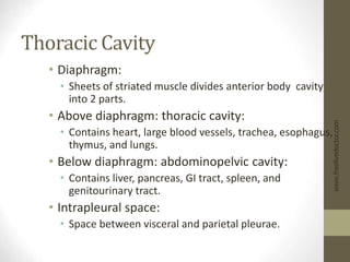 Thoracic Cavity
• Diaphragm:
• Sheets of striated muscle divides anterior body cavity
into 2 parts.
• Above diaphragm: thoracic cavity:
• Contains heart, large blood vessels, trachea, esophagus,
thymus, and lungs.
• Below diaphragm: abdominopelvic cavity:
• Contains liver, pancreas, GI tract, spleen, and
genitourinary tract.
• Intrapleural space:
• Space between visceral and parietal pleurae.
www.freelivedoctor.com
 
