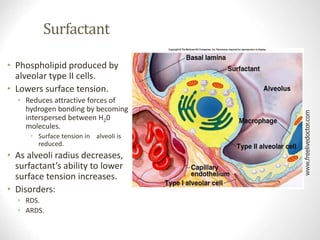 Surfactant
• Phospholipid produced by
alveolar type II cells.
• Lowers surface tension.
• Reduces attractive forces of
hydrogen bonding by becoming
interspersed between H20
molecules.
• Surface tension in alveoli is
reduced.
• As alveoli radius decreases,
surfactant’s ability to lower
surface tension increases.
• Disorders:
• RDS.
• ARDS.
www.freelivedoctor.com
Insert fig. 16.12
 