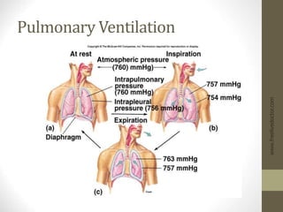 Insert fig. 16.15
Pulmonary Ventilation
www.freelivedoctor.com
 