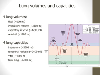 Lung volumes and capacities
4 lung volumes:
tidal (~500 ml)
inspiratory reserve (~3100 ml)
expiratory reserve (~1200 ml)
residual (~1200 ml)
4 lung capacities
inspiratory (~3600 ml)
functional residual (~2400 ml)
vital (~4800 ml)
total lung (~6000 ml)
 
