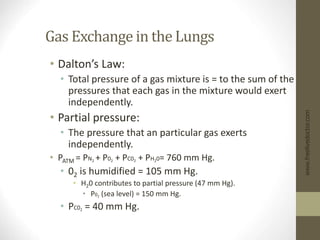 Gas Exchange in the Lungs
• Dalton’s Law:
• Total pressure of a gas mixture is = to the sum of the
pressures that each gas in the mixture would exert
independently.
• Partial pressure:
• The pressure that an particular gas exerts
independently.
• PATM = PN2 + P02 + PC02 + PH20= 760 mm Hg.
• 02 is humidified = 105 mm Hg.
• H20 contributes to partial pressure (47 mm Hg).
• P02 (sea level) = 150 mm Hg.
• PC02 = 40 mm Hg.
www.freelivedoctor.com
 