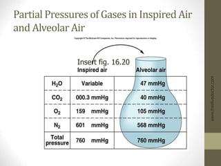 Partial Pressures of Gases in Inspired Air
and Alveolar Air
www.freelivedoctor.com
Insert fig. 16.20
 