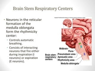 Brain Stem Respiratory Centers
• Neurons in the reticular
formation of the
medulla oblongata
form the rhythmicity
center:
• Controls automatic
breathing.
• Consists of interacting
neurons that fire either
during inspiration (I
neurons) or expiration
(E neurons).
www.freelivedoctor.com
Insert fig. 16.25
 