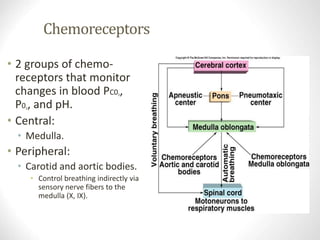 Chemoreceptors
• 2 groups of chemo-
receptors that monitor
changes in blood PC02,
P02, and pH.
• Central:
• Medulla.
• Peripheral:
• Carotid and aortic bodies.
• Control breathing indirectly via
sensory nerve fibers to the
medulla (X, IX).
www.freelivedoctor.com
Insert fig. 16.27
 