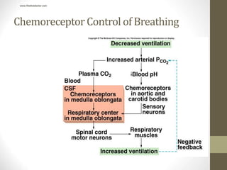 Chemoreceptor Control of Breathing
www.freelivedoctor.com
 