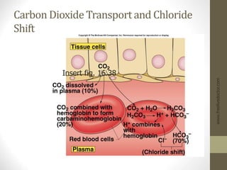 Carbon Dioxide Transport and Chloride
Shift
www.freelivedoctor.com
Insert fig. 16.38
 