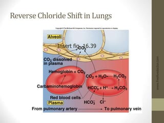 Reverse Chloride Shift in Lungs
www.freelivedoctor.com
Insert fig. 16.39
 