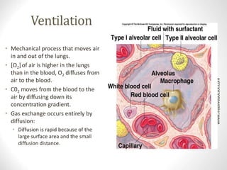 Ventilation
• Mechanical process that moves air
in and out of the lungs.
• [O2]of air is higher in the lungs
than in the blood, O2 diffuses from
air to the blood.
• C02 moves from the blood to the
air by diffusing down its
concentration gradient.
• Gas exchange occurs entirely by
diffusion:
• Diffusion is rapid because of the
large surface area and the small
diffusion distance.
www.freelivedoctor.com
Insert 16.1
 