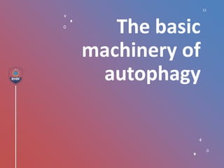 The basic
machinery of
autophagy
11
 