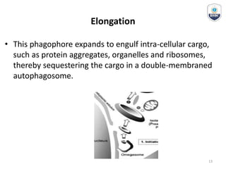 Elongation
• This phagophore expands to engulf intra-cellular cargo,
such as protein aggregates, organelles and ribosomes,
thereby sequestering the cargo in a double-membraned
autophagosome.
13
 
