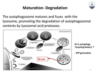 Maturation- Degradation
The autophagosome matures and fuses with the
lysosome, promoting the degradation of autophagosomal
contents by lysosomal acid proteases.
Re-use
So is autophagy
‘recycling factory’ ?
- ATP generation
14
 