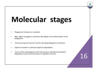 Molecular stages
• Phagophore formation or nucleation
• Atg5 –Atg12 conjugation, interaction with Atg16L and multimerization at the
phagophore.
• LC3 processing and insertion into the extending phagophore membrane.
• Capture of random or selective targets for degradation.
• Fusion of the autophagosome with the lysosome, followed by proteolytic
degradation by lyso-somal proteases of engulfed molecules.
16
 