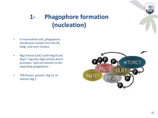 1- Phagophore formation
(nucleation)
• In mammalian cells, phagophore
membranes initiate from the ER,
Golgi and even nucleus.
• Atg1 kinase (ULK1) with Atg13 and
Atg17 regulate Atg9 activity which
promotes lipid recruitment to the
expanding phagophore .
• TOR Kinase prevent Atg 13 to
interact Atg 1
18
 