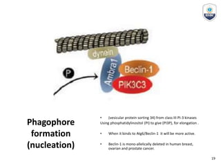 Phagophore
formation
(nucleation)
• (vesicular protein sorting 34) from class III PI-3 kinases
Using phosphatidylinositol (PI) to give (PI3P), for elongation .
• When it binds to Atg6/Beclin-1 it will be more active.
• Beclin-1 is mono-allelically deleted in human breast,
ovarian and prostate cancer.
19
 