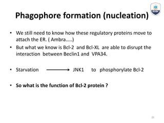 Phagophore formation (nucleation)
• We still need to know how these regulatory proteins move to
attach the ER. ( Ambra…..)
• But what we know is Bcl-2 and Bcl-XL are able to disrupt the
interaction between Beclin1 and VPA34.
• Starvation JNK1 to phosphorylate Bcl-2
• So what is the function of Bcl-2 protein ?
20
 