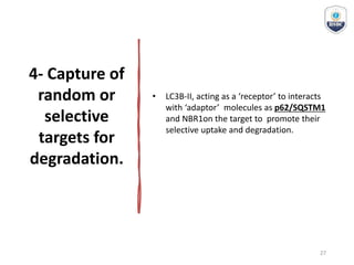 4- Capture of
random or
selective
targets for
degradation.
• LC3B-II, acting as a ‘receptor’ to interacts
with ‘adaptor’ molecules as p62/SQSTM1
and NBR1on the target to promote their
selective uptake and degradation.
27
 