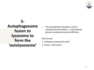 5-
Autophagosome
fusion to
lysosome to
form the
‘autolysosome’
• The cytoskeleton also plays a role in
autolysosome formation , a microtubule
poisons nocadazole prevent diffusion.
Once fused:
1- cathepsin proteases B and D
2- Lamp-1 and Lamp-2
28
 