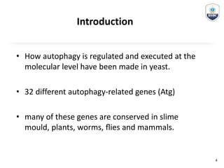 Introduction
• How autophagy is regulated and executed at the
molecular level have been made in yeast.
• 32 different autophagy-related genes (Atg)
• many of these genes are conserved in slime
mould, plants, worms, ﬂies and mammals.
4
 