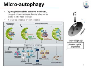 Micro-autophagy
 