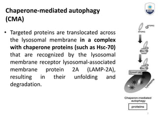Chaperone-mediated autophagy
(CMA)
• Targeted proteins are translocated across
the lysosomal membrane in a complex
with chaperone proteins (such as Hsc-70)
that are recognized by the lysosomal
membrane receptor lysosomal-associated
membrane protein 2A (LAMP-2A),
resulting in their unfolding and
degradation.
7
 