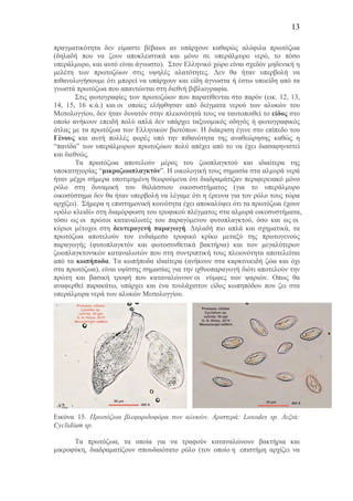 13
πραγµατικότητα δεν είµαστε βέβαιοι αν υπάρχουν καθαρώς αλόφιλα πρωτόζωα
(δηλαδή που να ζουν αποκλειστικά και µόνο σε υπεράλµυρο νερό, το πόσο
υπεράλµυρο, και αυτό είναι άγνωστο). Στον Ελληνικό χώρο είναι σχεδόν µηδενική η
µελέτη των πρωτοζώων στις υψηλές αλατότητες. Δεν θα ήταν υπερβολή να
πιθανολογήσουµε ότι µπορεί να υπάρχουν και είδη άγνωστα ή έστω υποείδη από τα
γνωστά πρωτόζωα που απαντώνται στη διεθνή βιβλιογραφία.
Στις φωτογραφίες των πρωτοζώων που παρατίθενται στο παρόν (εικ. 12, 13,
14, 15, 16 κ.ά.) και οι οποίες ελήφθησαν από δείγµατα νερού των αλυκών του
Μεσολογγίου, δεν ήταν δυνατόν στην πλειονότητά τους να ταυτοποιθεί το είδος στο
οποίο ανήκουν επειδή πολύ απλά δεν υπάρχει ταξινοµικός οδηγός ή φωτογραφικός
άτλας µε τα πρωτόζωα των Ελληνικών βιοτόπων. Η διάκριση έγινε στο επίπεδο του
Γένους και αυτή πολλές φορές υπό την πιθανότητα της αναθεώρησης καθώς η
“πανίδα” των υπεράλµυρων πρωτοζώων πολύ απέχει από το να έχει διασαφηνιστεί
και διεθνώς.
Τα πρωτόζωα αποτελούν µέρος του ζωοπλαγκτού και ιδιαίτερα της
υποκατηγορίας “µικροζωοπλαγκτόν”. Η οικολογική τους σηµασία στα αλµυρά νερά
ήταν µέχρι σήµερα υποτιµηµένη θεωρούµενα ότι διαδραµάτιζαν περιφερειακό µόνο
ρόλο στη δυναµική του θαλάσσιου οικοσυστήµατος (για το υπεράλµυρο
οικοσύστηµα δεν θα ήταν υπερβολή να λέγαµε ότι η έρευνα για τον ρόλο τους τώρα
αρχίζει). Σήµερα η επιστηµονική κοινότητα έχει αποκαλύψει ότι τα πρωτόζωα έχουν
«ρόλο κλειδί» στη διαµόρφωση του τροφικού πλέγµατος στα αλµυρά οικοσυστήµατα,
τόσο ως οι πρώτοι καταναλωτές του παραγόµενου φυτοπλαγκτού, όσο και ως οι
κύριοι µέτοχοι στη δευτερογενή παραγωγή. Δηλαδή πιο απλά και σχηµατικά, τα
πρωτόζωα αποτελούν τον ενδιάµεσο τροφικό κρίκο µεταξύ της πρωτογενούς
παραγωγής (φυτοπλαγκτόν και φωτοσυνθετικά βακτήρια) και των µεγαλύτερων
ζωοπλαγκτονικών καταναλωτών που στη συντριπτική τους πλειονότητα αποτελείται
από τα κωπήποδα. Τα κωπήποδα ιδιαίτερα (ανήκουν στα καρκινοειδή ζώα και όχι
στα πρωτόζωα), είναι υψίστης σηµασίας για την ιχθυοπαραγωγή διότι αποτελούν την
πρώτη και βασική τροφή που καταναλώνουν οι νύµφες των ψαριών. Οπως θα
αναφερθεί παρακάτω, υπάρχει και ένα τουλάχιστον είδος κωπηπόδου που ζει στα
υπεράλµυρα νερά των αλυκών Μεσολογγίου.
Εικόνα 15. Πρωτόζωα βλεφαριδοφόρα των αλυκών. Αριστερά: Loxodes sp. Δεξιά:
Cyclidium sp.
Τα πρωτόζωα, τα οποία για να τραφούν καταναλώνουν βακτήρια και
µικροφύκη, διαδραµατίζουν σπουδαιότατο ρόλο (τον οποίο η επιστήµη αρχίζει να
 