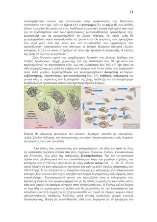 14
αντιλαµβάνεται ολοένα και εντονότερα) στην ανακύκλωση των θρεπτικών
συστατικών στα νερά. Διότι το άζωτο (Ν), ο φώσφορος (Ρ), το κάλιο (Κ) και πλήθος
άλλων στοιχείων θα πρέπει να είναι διαθέσιµα σε µοριακή µορφή διαλυµένα στο νερό
για να προσληφθούν από τους αυτότροφους φωτοσυνθετικούς οργανισµούς (π.χ.
µικροφύκη) και να µεταµορφωθούν σε ζώντα κύτταρα, τα οποία µετά θα
µεταµορφωθούν αφού καταναλωθούν σε ζωικό ιστό. Οι εκκρίσεις των πρωτοζώων
στο νερό µετά από την πέψη και τον καταβολισµό των οργανισµών που
κατανάλωσαν, επαναφέρουν στο σύστηµα τα βασικά θρεπτικά στοιχεία (άζωτο,
φώσφορο, κ.τ.λ.) τα οποία στηρίζουν εκ νέου την πρωτογενή παραγωγή. Ο κύκλος
της ζωής σε όλο του το µεγαλείο.
Στα δείγµατα νερού των υπεράλµυρων λεκανών των αλυκών βρέθηκε ένα
πλήθος πρωτοζώων. Αρχής γενοµένης από την αλατότητα των 60 ppt όπου και
παρατηρούνται τα περισσότερα είδη, έως την αλατότητα των 100-130 ppt όπου τα
είδη περιορίζονται µεν αλλά το πλήθος των ατόµων των λίγων ειδών που επικρατούν
είναι πολύ µεγάλο, παρατηρήθηκαν και φωτογραφήθηκαν διαιρέσεις κυττάρων,
εκβλαστήσεις, εγκυστώσεις, φαγοκυττάρωση (εικ. 16), διήθηση, απέκκριση και
γενικά όλες οι εκφάνσεις των λειτουργιών της ζωής, απόδειξη ότι στο υπεράλµυρο
περιβάλλον οι οργανισµοί αυτοί είναι προσαρµοσµένοι πλήρως.
Εικόνα 16. Σαρκώδη πρωτόζωα των αλυκών. Αριστερά: Amoeba sp. (αµοιβάδα).
Δεξιά: Στάδια σύλληψης και ενσωµάτωσης για πέψη (φαγοκυττάρωση), ενός διατόµου
(µικροφύκος) από µια αµοιβάδα.
Από όλους τους οργανισµούς που καταγράφηκαν, τα είδη που ήταν σε όλες
τις αλατότητες παρόντα ανήκαν στα γένη, Euplotes, Uronema, Fabrea, Condylostoma
και Frontonia, όλα µέλη της κατηγορίας βλεφαριδοφόρα. Την πιο εντυπωσιακή
οµάδα τόσο πληθυσµιακά όσο και ευκολοδιάκριτα λόγω του µεγάλου µεγέθους των
κυττάρων του (>350 mµ), αποτέλεσε το είδος Fabrea salina (εικ. 17, 31, 37, 39) το
οποίο έδειχνε να µην επηρεάζεται αρνητικά και από τις πολύ υψηλές αλατότητες των
100-130 ppt. Ηταν κινητικότατο, διαιρείτο συνεχώς και φιλτράριζε φυτοπλαγκτονικά
κύτταρα Asteromonas που είχαν εισαχθεί στο δοχείο πειραµατικής καλλιέργειας όπου
τοποθετήθηκε. Χαρακτηριστικό αυτού του πρωτοζώου είναι η πολυµορφία του,
δηλαδή η ποικιλία των µορφών-σχηµάτων µε τις οποίες εµφανίζεται (άγνωστο γιατί),
κάτι που µπορεί να επιφέρει σύγχυση στην αναγνώρισή του. Η Fabrea salina δείχνει
να έχει όλα τα χαρακτηριστικά εκείνα που θα µπορούσαν να την καταστήσουν και
υποψήφια ζωντανή τροφή για να χρησιµοποιηθεί ως τροφή σε νύµφες ψαριών στους
ιχθυογεννητικούς σταθµούς. Μέγεθος, αργή κίνηση, κατάλληλο χρώµα, ευκολία
αναπαραγωγής, θρέψη µε φυτοπλαγκτόν, όλα είναι παρόµοια µε τα τροχόζωα του
 