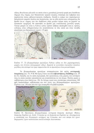 15
είδους Brachionus plicatilis το οποίο είναι η µοναδική ζωντανή τροφή που διατίθεται
σήµερα στις νύµφες των θαλασσινών ψαριών (κυρίως τσιπούρα και λαβράκι) που
παράγονται στους ιχθυογεννητικούς σταθµούς. Επειδή η γκάµα των παραγόµενων
θαλασσινών ψαριών ολοένα και διευρύνεται, για τα είδη εκείνα που ενδεχοµένως θα
βρεθεί ότι οι νύµφες των δεν διαθέτουν τόσο µεγάλο στόµα ώστε να χωρούν να
καταπιούν τροχόζωα, θα απαιτηθεί να βρεθεί µια εναλλακτική ζωντανή τροφή.
Τέτοια µπορεί να είναι η Fabrea salina εφόσον βέβαια αποδειχθεί (και οι πρώτες
ενδείξεις είναι ενθαρρυντικές) ότι αναπτύσσεται το ίδιο καλά και στην συνήθη
αλατότητα του θαλασσινού νερού (~35 ppt).
Εικόνα 17. Το βλεφαριδοφόρο πρωτόζωο Fabrea salina σε δύο χαρακτηριστικές
µορφές του (έντονα πολυµορφικό είδος). Εµφανή τα κενοτόπια (vacuoles) ποικίλου
µεγέθους στο κύτταρό του (µην λησµονείται ότι τα πρωτόζωα είναι µονοκύτταρα).
Τα βλεφαριδοφόρα πρωτόζωα αναπαράγονται διά απλής κυτταρικής
διαιρέσεως (εικ. 18, 39 & 40) όµως ενίοτε και διά εκβλαστήσεως (budding) (εικ. 20
& 21), δηλαδή, και σε απλή περιγραφή, διά εξογκώσεως ενός µέρους του κυττάρου
τους το οποίο κατόπιν αποκόπτεται και αναπτύσσεται σε νέο άτοµο. Πολλές φορές η
εκβλάστηση είναι διπλή (εικ. 20). Σε δείγµα νερού που εξετάστηκε (αλατότητας 100
ppt) διαπιστώθηκε εκβλάστηση και στο γένος των βλεφαριδοφόρων πρωτοζώων
Euplotes (εικ. 20) κάτι που δεν έχει αναφερθεί στη βιβλιογραφία.
Εικόνα 18. Πρωτόζωα, βλεφαριδοφόρα, κυτταρική διαίρεση. Αριστερά: Φάσεις
διαίρεσης Euplotes sp. Δεξιά: Uronema sp. σε διαίρεση και Euplotes sp. Αξιοσηµείωτη
η κατάσταση των θυγατρικών κυττάρων της Uronema, που ενώ ακόµα δεν έχουν
διαχωριστεί, έχουν καταναλώσει πολλά κύτταρα Asteromonas.
 