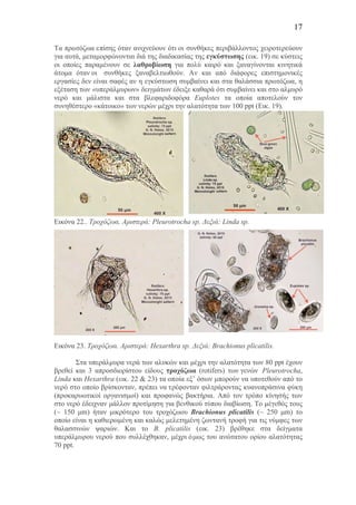 17
Τα πρωτόζωα επίσης όταν ανιχνεύουν ότι οι συνθήκες περιβάλλοντος χειροτερεύουν
για αυτά, µεταµορφώνονται διά της διαδικασίας της εγκύστωσης (εικ. 19) σε κύστεις
οι οποίες παραµένουν σε λαθροβίωση για πολύ καιρό και ξαναγίνονται κινητικά
άτοµα όταν οι συνθήκες ξαναβελτιωθούν. Αν και από διάφορες επιστηµονικές
εργασίες δεν είναι σαφές αν η εγκύστωση συµβαίνει και στα θαλάσσια πρωτόζωα, η
εξέταση των «υπεράλµυρων» δειγµάτων έδειξε καθαρά ότι συµβαίνει και στο αλµυρό
νερό και µάλιστα και στα βλεφαριδοφόρα Euplotes τα οποία αποτελούν τον
συνηθέστερο «κάτοικο» των νερών µέχρι την αλατότητα των 100 ppt (Εικ. 19).
Εικόνα 22.. Τροχόζωα. Αριστερά: Pleurotrocha sp. Δεξιά: Linda sp.
Εικόνα 23. Τροχόζωα. Αριστερά: Hexarthra sp. Δεξιά: Brachionus plicatilis.
Στα υπεράλµυρα νερά των αλυκών και µέχρι την αλατότητα των 80 ppt έχουν
βρεθεί και 3 απροσδιορίστου είδους τροχόζωα (rotifers) των γενών Pleurotrocha,
Linda και Hexarthra (εικ. 22 & 23) τα οποία εξ’ όσων µπορούν να υποτεθούν από το
νερό στο οποίο βρίσκονταν, πρέπει να τρέφονταν φιλτράροντας κυανοπράσινα φύκη
(προκαρυωτικοί οργανισµοί) και προφανώς βακτήρια. Από τον τρόπο κίνησής των
στο νερό έδειχναν µάλλον προτίµηση για βενθικού τύπου διαβίωση. Το µέγεθός τους
(~ 150 µm) ήταν µικρότερο του τροχόζωου Brachionus plicatilis (~ 250 µm) το
οποίο είναι η καθιερωµένη και καλώς µελετηµένη ζωντανή τροφή για τις νύµφες των
θαλασσινών ψαριών. Και το B. plicatilis (εικ. 23) βρέθηκε στα δείγµατα
υπεράλµυρου νερού που συλλέχθηκαν, µέχρι όµως του ανώτατου ορίου αλατότητας
70 ppt.
 