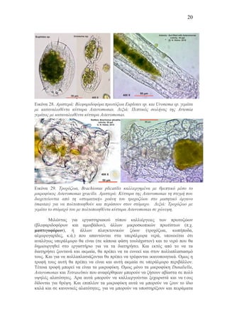 20
Εικόνα 28. Αριστερά: Βλεφαριδοφόρα πρωτόζωα Euplotes sp. και Uronema sp. γεµάτα
µε καταναλωθέντα κύτταρα Asteromonas. Δεξιά: Πεπτικός σωλήνας της Artemia
γεµάτος µε καταναλωθέντα κύτταρα Asteromonas.
Εικόνα 29. Τροχόζωα, Brachionus plicatilis καλλιεργηµένα µε θρεπτικό µέσο το
µικροφύκος Asteromonas gracilis. Αριστερά: Κύτταρα της Asteromonas τη στιγµή που
διοχετεύονται από τη «στοµατική» χοάνη του τροχοζώου στο µασητικό όργανο
(mastax) για να πολτοποιηθούν και περάσουν στον στόµαχο. Δεξιά: Τροχόζωο µε
γεµάτο το στόµαχό του µε πολτοποιηθέντα κύτταρα Asteromonas σε χώνεψη.
Μιλώντας για εργαστηριακού τύπου καλλιέργειες των πρωτοζώων
(βλεφαριδοφόρων και αµοιβάδων), άλλων µικροσκοπικών πρωτίστων (π.χ.
µαστιγοφόρων), ή άλλων πλαγκτονικών ζώων (τροχόζωα, κωπήποδα,
αλµυρογαρίδες, κ.ά.) που απαντώνται στα υπεράλµυρα νερά, υπονοείται ότι
αναλόγως υπεράλµυρο θα είναι (σε κάποια φάση τουλάχιστον) και το νερό που θα
δηµιουργηθεί στο εργαστήριο για να τα διατηρήσει. Και εκτός από το να τα
διατηρήσει ζωντανά και ακµαία, θα πρέπει να τα ευνοεί και στον πολλαπλασιασµό
τους. Και για να πολλαπλασιάζονται θα πρέπει να τρέφονται ικανοποιητικά. Οµως η
τροφή τους αυτή θα πρέπει να είναι και αυτή ακµαία σε υπεράλµυρο περιβάλλον.
Τέτοια τροφή µπορεί να είναι τα µικροφύκη. Οµως µόνο τα µικροφύκη Dunaliella,
Asteromonas και Tetraselmis που αναφέρθηκαν µπορούν να ζήσουν αβίαστα σε πολύ
υψηλές αλατότητες. Αρα αυτά µπορούν να καλλιεργούνται ξεχωριστά και να τ ους
δίδονται για θρέψη. Και επιπλέον τα µικροφύκη αυτά να µπορούν να ζουν το ίδιο
καλά και σε κανονικές αλατότητες, για να µπορούν να υποστηρίξουν και πειράµατα
 