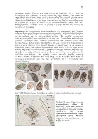 22
υπεριώδεις ακτίνες. Και σε όλα αυτά έρχεται να προστεθεί και η ζέστη του
καλοκαιριού που εκτινάσσει τη θερµοκρασία στις ρηχές λεκάνες. Στο παρόν δεν
επιχειρήθηκε τίποτε άλλο παρά µόνο η συµπύκνωση του µεγάλου µικροσκοπικού
υλικού που συλλέχθηκε σε λίγες χαρακτηριστικές εικόνες. Εικόνες που ευελπιστούµε
να κινήσουν το ερευνητικό ενδιαφέρον σε νέα «κοιτάσµατα» γνώσης. Ο Ελύτης
παραφραζόµενος, «αυτός ο κόσµος ο µικρός, ο µέγας» βρίσκει στις αλυκές την
έκφραση που του αξίζει.
Σηµείωση: Ολοι οι οργανισµοί που αποτυπώθηκαν στις φωτογραφίες ήταν ζωντανοί
κατά την παρατήρηση και βιντεοσκόπηση-φωτογράφηση. Τα πρωτόζωα δεν µπορούν
να συντηρηθούν και να παρατηρηθούν κατόπιν. Τα συνήθη συντηρητικά:
οινόπνευµα-φορµόλη-Lugol, διαλύουν το κύτταρό τους. Επιπρόσθετα, καθώς όλοι οι
ζωντανοί οργανισµοί είναι κινητικοί–κινητικότατοι στη σταγόνα νερού στην
αντικειµενοφόρο πλάκα η οποία τοποθετήθηκε στο µικροσκόπιο (στο στερεοσκόπιο η
ποιότητα φωτογράφησης είναι φτωχή), έπρεπε να περιµένουµε για να κοπάσει η
κίνησή τους και να επιχειρηθεί η φωτογράφηση. Οµως καθώς το δείγµα νερού που τα
περιείχε στην αντικειµενοφόρο ήταν ελάχιστο και καθώς µε ταχύτατο ρυθµό το νερό
εξατµίζονταν, το αλάτι κάλυπτε τα πάντα. Ως εκ τούτου (και σε αντίθεση µε ότι
συµβαίνει στα δείγµατα των γλυκών νερών), απαιτείτο µεγάλη υποµονή,
αυτοσυγκέντρωση, ετοιµότητα και δόση τύχης για να τραβηχτεί κάθε φορά το
κατάλληλο στιγµιότυπο (και υπό την προϋπόθεση ότι ο οργανισµός ήταν
«συνεργάσιµος»).
Εικόνα 31. Βλεφαριδοφόρα πρωτόζωα. F. salina σε εκπληκτική πολυµορφία (κολάζ).
Εικόνα 32. Νηµατώδης σκώληκας
απροσδιόριστου είδους. Οι
σκώληκες αυτοί ήταν ιδιαίτερα
πολυπληθείς σε δείγµατα νερού µε
ταυτόχρονη πολύ µεγάλη
πυκνότητα κυανοπράσινων φυκών
(blue-green algae). Κινούντο
οφιοειδώς και κατανέµονταν στη
στήλη του νερού.
 