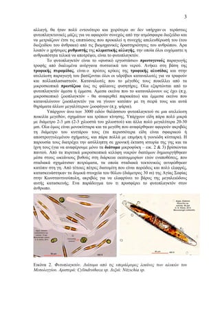 3
αλλαγή, θα ήταν πολύ εντονότερο και χειρότερο αν δεν υπήρχαν οι τεράστιες
φυτοπλαγκτονικές µάζες για να αφαιρούν συνεχώς από την ατµόσφαιρα διοξείδιο και
να µετριάζουν έτσι τις επιπτώσεις που προκαλεί η συνεχής απελευθέρωσή του (του
διοξειδίου του άνθρακα) από τις βιοµηχανικές δραστηριότητες του ανθρώπου. Αρα
λοιπόν ο χρήσιµος ρυθµιστής της κλιµατικής αλλαγής, την οποία όλοι ευχόµαστε η
ανθρωπότητα τελικά να αποτρέψει, είναι το φυτοπλαγκτόν.
Το φυτοπλαγκτόν είναι το «φυσικό εργοστάσιο» πρωτογενούς παραγωγής
τροφής από διαλυµένα ανόργανα συστατικά του νερού. Ανήκει στη βάση της
τροφικής πυραµίδας, είναι ο πρώτος κρίκος της τροφικής αλυσίδας και στην
ατελείωτη παραγωγή του βασίζονται όλοι οι υδρόβιοι καταναλωτές για να τραφούν
και πολλαπλασιαστούν. Καταναλωτές που το µέγεθός τους ποικίλλει από τα
µικροσκοπικά πρωτόζωα έως τις φάλαινες φυσητήρες. Ολα εξαρτώνται από το
φυτοπλαγκτόν άµεσα ή έµµεσα. Αµεσα εκείνα που το καταναλώνουν ως έχει (π.χ.
µικροσκοπικό ζωοπλαγκτόν - θα αναφερθεί παρακάτω) και έµµεσα εκείνα που
καταναλώνουν ζωοπλαγκτόν για να γίνουν κατόπιν µε τη σειρά τους και αυτά
θηράµατα άλλων µεγαλύτερων ζωοφάγων (π.χ. ψάρια).
Υπάρχουν άνω των 3000 ειδών θαλάσσιου φυτοπλαγκτού σε µια ατελείωτη
ποικιλία µεγεθών, σχηµάτων και τρόπων κίνησης. Υπάρχουν είδη πάρα πολύ µικρά
µε διάµετρο 2-3 µm (2-3 χιλιοστά του χιλιοστού) και άλλα πολύ µεγαλύτερα 20-30
µm. Ολα όµως είναι µονοκύτταρα και τα µεγέθη που αναφέρθηκαν αφορούν ακριβώς
τη διάµετρο του κυττάρου τους (τα περισσότερα είδη είναι σφαιρικού ή
αποστρογγυλεµένου σχήµατος, και πάρα πολλά µε επιµήκη ή γωνιώδη κύτταρα). Η
παρουσία τους διατρέχει την ασύλληπτη σε χρονική έκταση ιστορία της γης και τα
ίχνη τους (για να αναφέρουµε µόνο τα διάτοµα µικροφύκη – εικ. 2 & 3) βρίσκονται
παντού. Από τα πυριτικά µικροσκοπικά κελύφη νεκρών διατόµων δηµιουργήθηκαν
µέσα στους ωκεάνιους βυθούς στη διάρκεια εκατοµµυρίων ετών εναποθέσεις, που
σταδιακά σχηµάτισαν πετρώµατα, τα οποία σταδιακά τεκτονικώς ανυψώθηκαν
κατόπιν στη γη. Από τέτοιες πέτρες διατοµίτη που είναι πορώδεις και πολύ ελαφρές,
κατασκευάστηκαν τα δοµικά στοιχεία του θόλου (διάµετρος 30 m) της Αγίας Σοφίας
στην Κωνσταντινούπολη, ακριβώς για να ελαφρύνει το βάρος της µεγαλειώδους
αυτής κατασκευής. Ενα παράδειγµα του τι προσφέρει το φυτοπλαγκτόν στον
άνθρωπο.
Εικόνα 2. Φυτοπλαγκτόν. Διάτοµα από τις υπεράλµυρες λεκάνες των αλυκών του
Μεσολογγίου. Αριστερά: Cylindrotheca sp. Δεξιά: Nitzschia sp.
 