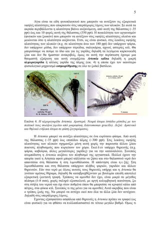 5
Λίγα είναι τα είδη φυτοπλαγκτού που µπορούν να αντέξουν τις εξαιρετικά
υψηλές αλατότητες που επικρατούν στις υπεράλµυρες λίµνες των αλυκών. Σε αυτά τα
ακραία περιβάλλοντα η αλατότητα βαίνει αυξανόµενη, από αυτή της θάλασσας (~35
ppt) έως και 10 φορές αυτή της θάλασσας (350 ppt). Η ποικιλότητα των οργανισµών
(φυτικών και ζωικών) που µπορούν να αντέξουν στις υψηλές αλατότητες ολοένα και
µειώνεται όσο η αλατότητα αυξάνεται. Ετσι, ως είναι φυσικό, στις λεκάνες υψηλής
αλατότητας των αλυκών (π.χ. σε αλατότητα άνω των 180 ppt) δεν υπάρχουν ψάρια,
δεν υπάρχουν µύδια, δεν υπάρχουν στρείδια, σαλιγκάρια, αχινοί, αστερίες κτλ. Θα
µπορούσαµε να πούµε το ίδιο και για τις γαρίδες δηλαδή τα λεγόµενα καρκινοειδή
ζώα και δεν θα ήµασταν ανακριβείς, όµως σε αυτή την περίπτωση έχουµε µια
θαυµαστή εξαίρεση και αυτή ονοµάζεται Artemia salina δηλαδή η µικρή
αλµυρογαρίδα ή αλλιώς γαρίδα της άλµης (εικ. 4) η οποία έχει τον ικανότερο
φυσιολογικό µηχανισµό ωσµωρύθµισης σε όλο το ζωϊκό βασίλειο.
Εικόνα 4. Η αλµυρογαρίδα Artemia. Αριστερά: Νεαρά άτοµα (στάδιο µύσιδος µε τον
πεπτικό τους σωλήνα γεµάτο από µικροφύκη Asteromonas gracilis). Δεξιά: Αρσενικό
και θηλυκό ενήλικα άτοµα σε φάση ζευγαρώµατος.
Η Artemia µπορεί να αντέξει αλατότητες σε ένα ευρύτατο φάσµα. Από αυτή
της θάλασσας (~35 ppt) έως επιπέδου άλµης (~300 ppt). Στις λεκάνες υψηλής
αλατότητας των αλυκών σχηµατίζει µόνη αυτή χωρίς την παρουσία άλλου ζώου
πυκνούς πληθυσµούς που κυριεύουν τον χώρο. Εκεί δ εν υπάρχει θηρευτής (π.χ.
ψάρια, καβούρια, άλλες µεγαλύτερες γαρίδες) για να την καταναλώνει. Συνεπώς
ανεµπόδιστη η Artemia αυξάνει τον πληθυσµό της οργιαστικά. Πολλοί έχουν την
απορία γιατί η Artemia αφού µπορεί κάλλιστα να ζήσει και στο θαλασσινό νερό δεν
απαντάται στη θάλασσα ή στη λιµνοθάλασσα. Η απάντηση είναι η ε ξής: Στη
λιµνοθάλασσα και στη θάλασσα υπάρχουν πλήθος ψαριών, γαριδών και άλλων
θηρευτών. Εάν στο νερό µε όλους αυτούς τους θηρευτές υπήρχε και η Artemia θα
γινόταν αµέσως θήραµα, δηλαδή θα καταβροχθίζονταν µε βουλιµία επειδή αποτελεί
εξαιρετική ζωντανή τροφή. Τρόπους να αµυνθεί δεν έχει, είναι µικρό σε µέγεθος
πλάσµα (1-8 mm), χωρίς σκληρό εξωσκελετό, µε αργή κολυµβητική ικανότητα, ζει
στη στήλη του νερού και όχι στον πυθµένα όπου θα µπορούσε να κρυφτεί κάτω από
πέτρες, στα φύκια κτλ. Συνεπώς τι της µένει για να αµυνθεί; Αυτό ακριβώς που είναι
ο τρόπος ζωής της. Να µπορεί να αντέχει εκεί που όλα τα άλλα ζώα δεν αντέχουν.
Δηλαδή στις υπεράλµυρες λίµνες.
Εχοντας εξασφαλίσει ασφάλεια από θηρευτές η Artemia πρέπει να τραφεί (ως
είναι φυσικό) για να φθάσει να πολλαπλασιαστεί σε τέτοιο µεγάλο βαθµό. Οµως τι
 