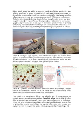 6
είδους τροφή µπορεί να βρεθεί σε αυτό το ακραίο περιβάλλον αλατότητας; Και
µάλιστα τροφή που να µπορεί να αιωρείται στο νερό, να είναι µικροσκοπική και να
είναι εύκολα κατακρατούµενη από την Artemia; (η Artemia δεν είναι αρπακτικό είδος,
φιλτράρει την τροφή της από τα αιωρήµατα στο νερό). Εδώ έρχεται να διαφανεί ο
ιδιαίτερος πλούτος της ζωής στις αλυκές. Καθώς λίγα µόνο είδη φυκών και ζώων
µπορούν να αντέξουν τις µεγάλες αλατότητες, ακριβώς αυτά τα είδη θα αποτελέσουν
τροφή για την Artemia, είδη τα οποία µε τη σειρά τους αναπτύσσονται σε πυκνούς
πληθυσµούς. Βέβαια το όλο τροφικό πλέγµα των αλυκών είναι πολύπλοκο αλλά εδώ
αναδεικνύουµε ένα παράδειγµα από τα χαρακτηριστικότερα που µπορούν να δοθούν.
Εικόνα 5. Αριστερά: Λήψη δείγµατος νερού από κρυσταλλωτήριο των αλυκών. Είναι
εµφανές το πορτοκαλοκόκκινο χρώµα των νερών λόγω της κατακλυσµιαίας παρουσίας
της Dunaliella salina. Δεξιά: Μια άλλη άποψη των χρωµατισµένων νερών. Και στις
δύο φωτογραφίες φαίνεται η άσπρη µάζα του σχηµατιζόµενου αλατιού.
Εικόνα 6. Αριστερά: «Κόκκινα κύτταρα» Dunaliella salina σε αλατότητα 260 ppt
ανάµεσα σε κρυστάλλους αλατιού. Δεξιά: Τα οφέλη από την β -καροτίνη (η οποία
µετατρέπεται στον οργανισµό σε βιταµίνη Α) για τον άνθρωπο.
Ετσι λοιπόν στις υπεράλµυρες λίµνες των αλυκών (εικ. 5) αναπτύσσεται το
φυτοπλαγκτονικό µονοκύτταρο µικροφύκος Dunaliella salina, (εικ. 6, 10 & 11), ένα
είδος µε µοναδική και εκπληκτική αντοχή στην υψηλή αλατότητα, το οποίο όταν
φθάσει στο µέγιστο της πληθυσµιακής του αύξησης χρωµατίζει το νερό κόκκινο. Και
το χρωµατίζει κόκκινο επειδή λόγω της υψηλής αλατότητας στο κύτταρό του
παράγονται και συσσωρεύονται µόρια κόκκινης χρωστικής β-καροτίνης. Η β -
 