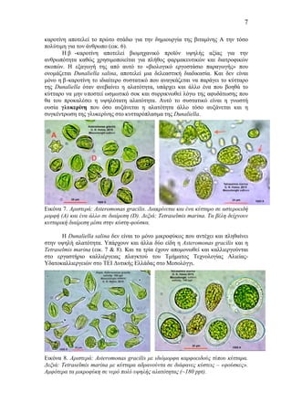 7
καροτίνη αποτελεί το πρώτο στάδιο για την δηµιουργία της βιταµίνης Α την τόσο
πολύτιµη για τον άνθρωπο (εικ. 6).
Η β -καροτίνη αποτελεί βιοµηχανικό προϊόν υψηλής αξίας για την
ανθρωπότητα καθώς χρησιµοποιείται για πλήθος φαρµακευτικών και διατροφικών
σκοπών. Η εξαγωγή της από αυτό το «βιολογικό εργοστάσιο παραγωγής» που
ονοµάζεται Dunaliella salina, αποτελεί µια δελεαστική διαδικασία. Και δεν είναι
µόνο η β-καροτίνη το ιδιαίτερο συστατικό που αναγκάζεται να παράγει το κύτταρο
της Dunaliella όταν ανεβαίνει η αλατότητα, υπάρχει και άλλο ένα που βοηθά το
κύτταρο να µην υποστεί ωσµωτικό σοκ και συρρικνωθεί λόγω της αφυδάτωσης που
θα του προκαλέσει η υψηλότατη αλατότητα. Αυτό το συστατικό είναι η γνωστή
ουσία γλυκερίνη που όσο αυξάνεται η αλατότητα άλλο τόσο αυξάνεται και η
συγκέντρωση της γλυκερίνης στο κυτταρόπλασµα της Dunaliella.
Εικόνα 7. Αριστερά: Asteromonas gracilis. Διακρίνεται και ένα κύτταρο σε αστεροειδή
µορφή (A) και ένα άλλο σε διαίρεση (D). Δεξιά: Tetraselmis marina. Τα βέλη δείχνουν
κυτταρική διαίρεση µέσα στην κύστη-φούσκα.
Η Dunaliella salina δεν είναι το µόνο µικροφύκος που αντέχει και πληθαίνει
στην υψηλή αλατότητα. Υπάρχουν και άλλα δύο είδη η Asteromonas gracilis και η
Tetraselmis marina (εικ. 7 & 8). Και τα τρία έχουν αποµονωθεί και καλλιεργούνται
στο εργαστήριο καλλιέργειας πλαγκτού του Τµήµατος Τεχνολογίας Αλιείας-
Υδατοκαλλιεργειών στο ΤΕΙ Δυτικής Ελλάδας στο Μεσολόγγι.
Εικόνα 8. Αριστερά: Asteromonas gracilis µε ιδιόµορφα καρφοειδούς τύπου κύτταρα.
Δεξιά: Tetraselmis marina µε κύτταρα αδρανούντα σε διάφανες κύστεις – «φούσκες».
Αµφότερα τα µικροφύκη σε νερό πολύ υψηλής αλατότητας (~180 ppt).
 