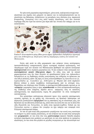 8
Τα τρία αυτά µικροφύκη παρουσιάζουν, µόνα αυτά, εκπληκτική αντοχή στην
αλατότητα και παρόλο που µπορούν να ζήσουν και να πολλαπλασιαστούν και σε
αλατότητα της θάλασσας, ξεδιπλώνουν τις µοναδικές τους ιδιότητες (π.χ. παραγωγή
β-καροτίνης, γλυκερίνης κ.ά.) στις πολύ υψηλές αλατότητες, εκεί που γίνονται
κυρίαρχα είδη στο νερό και κανένα ζώο πέρα από την Artemia δεν υπάρχει για να τα
καταναλώσει.
Εικόνα 9. Κυανοπράσινα φύκη (Blue-green algae) Aphanothece halophytica (αριστερή
φωτ.) και Arthrospira sp. (δεξιά φωτ.) από τις υπεράλµυρες λεκάνες των αλυκών του
Μεσολογγίου.
Εκτός από αυτά τα είδη µικροφυκών που ανήκουν στους αυτότροφους
(φωτοσυνθετικούς) ευκαρυωτικούς (έχουν κυτταρικό πυρήνα) οργανισµούς, στα
υπεράλµυρα νερά των αλυκών του Μεσολογγίου βρέθηκαν και αρκετά αυτότροφα
προκαρυωτικά (άνευ πυρήνα) µικροφύκη (εικ. 9) που ανήκουν στην κατηγορία των
κυανοπράσινων φυκών (blue-green algae). Το είδος τους από τα οπτικά
χαρακτηριστικά τους δεν ήταν δυνατόν να προσδιοριστεί (πλην του Aphanothece
halophytica) µε τις διαθέσιµες κλείδες αναγνώρισης και ενδέχεται να πρόκειται για
νέα είδη ή ποικιλίες ειδών. Ως προς το γένος αναγνωρίσθηκαν ως Synechococcus sp.,
Leptocylindrus sp., Cyanothece sp., Arthrospira sp. Μερικά από αυτά παράγουν
βλέννα (slime) η οποία περιβάλλει συσσωµατώµατα από τα κύτταρά τους.
Παραδόξως και ιδιαίτερα στην Ελλάδα, η επιστηµονική βιβλιογραφία σχετικά µε τα
«αλόφιλα» µικροφύκη (ίσως ο όρος αλοανθεκτικά να είναι αντιπροσωπευτικότερος
της αλήθειας) είναι ελάχιστη, παρόλο που οι εφαρµογές τους σε ποικίλους
επιστηµονικούς και παραγωγικούς τοµείς θα µπορούσαν να είναι τουλάχιστον
ικανοποιητικές.
Στο εργαστήριο καλλιέργειας πλαγκτού έχουν γίνει αρκετές επιστηµονικές
εργασίες σχετικές µε τη χρήση της Asteromonas ως θρεπτικό υπόστρωµα για
παραγωγή ζωοπλαγκτού (τροχοζώων) και τις απαιτήσεις της σε αλατότητα, φως, και
θρεπτικά για την βέλτιστη ανάπτυξή της, αλλά τόσο για αυτή όσο και για τα άλλα δύο
είδη Dunaliella και Tetraselmis, το πεδίο είναι σχετικά π αρθένο. Ειδικά για την
Tetraselmis marina ο γράφων δεν γνωρίζει να έχει υπάρξει καν αναφορά στον
Ελληνικό επιστηµονικό κόσµο.
Αν και τα τρία αυτά είδη µικροφυκών µοιράζονται την κοινή τους ικανότητα
να αντέχουν τις πολύ υψηλές αλατότητες, αν και ανήκουν και τα τρία στην κατηγορία
των χλωροφυκών, αν και είναι όλα τους µαστιγιοφόρα (φέρουν δηλαδή επιµήκη
κινητικά εξαρτήµατα που µοιάζουν µε µαστίγια), αν και είναι πράσινα σε ορισµένες
αλατότητες, αν και είναι όλα µεγάλα σε µέγεθος συγκριτικά µε την πλειονότητα των
 