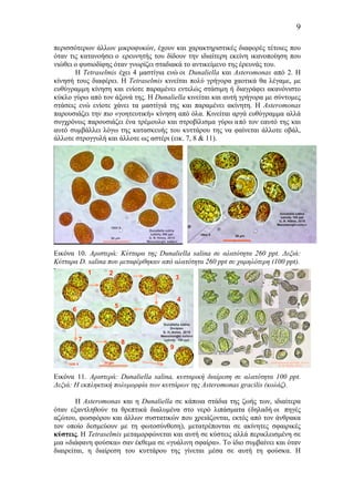 9
περισσότερων άλλων µικροφυκών, έχουν και χαρακτηριστικές διαφορές τέτοιες που
όταν τις κατανοήσει ο ερευνητής του δίδουν την ιδιαίτερη εκείνη ικανοποίηση που
νιώθει ο φυσιοδίφης όταν γνωρίζει σταδιακά το αντικείµενο της έρευνάς του.
Η Tetraselmis έχει 4 µαστίγια ενώ οι Dunaliella και Asteromonas από 2. Η
κίνησή τους διαφέρει. Η Tetraselmis κινείται πολύ γρήγορα χαοτικά θα λέγαµε, µε
ευθύγραµµη κίνηση και ενίοτε παραµένει εντελώς στάσιµη ή διαγράφει ακανόνιστο
κύκλο γύρω από τον άξονά της. Η Dunaliella κινείται και αυτή γρήγορα µε σύντοµες
στάσεις ενώ ενίοτε χάνει τα µαστίγιά της και παραµένει ακίνητη. Η Asteromonas
παρουσιάζει την πιο «γοητευτική» κίνηση από όλα. Κινείται αργά ευθύγραµµα αλλά
συγχρόνως παρουσιάζει ένα τρέµουλο και στροβίλισµα γύρω από τον εαυτό της και
αυτό συµβάλλει λόγω της κατασκευής του κυττάρου της να φαίνεται άλλοτε οβάλ,
άλλοτε στρογγυλή και άλλοτε ως αστέρι (εικ. 7, 8 & 11).
Εικόνα 10. Αριστερά: Κύτταρα της Dunaliella salina σε αλατότητα 260 ppt. Δεξιά:
Κύτταρα D. salina που µεταφέρθηκαν από αλατότητα 260 ppt σε χαµηλότερη (100 ppt).
Εικόνα 11. Αριστερά: Dunaliella salina, κυτταρική διαίρεση σε αλατότητα 100 ppt.
Δεξιά: Η εκπληκτική πολυµορφία των κυττάρων της Asteromonas gracilis (κολάζ).
Η Asteromonas και η Dunaliella σε κάποια στάδια της ζωής των, ιδιαίτερα
όταν εξαντληθούν τα θρεπτικά διαλυµένα στο νερό λιπάσµατα (δηλαδή οι πηγές
αζώτου, φωσφόρου και άλλων συστατικών που χρειάζονται, εκτός από τον άνθρακα
τον οποίο δεσµεύουν µε τη φωτοσύνθεση), µετατρέπονται σε ακίνητες σφαιρικές
κύστεις. Η Tetraselmis µεταµορφώνεται και αυτή σε κύστεις αλλά περικλεισµένη σε
µια «διάφανη φούσκα» σαν έκθεµα σε «γυάλινη σφαίρα». Το ίδιο συµβαίνει και όταν
διαιρείται, η διαίρεση του κυττάρου της γίνεται µέσα σε αυτή τη φούσκα. Η
 
