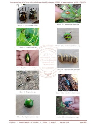 Western Samar Insect Beetles in Selected Barangays of Catarman, Northern Samar, Philippines ...