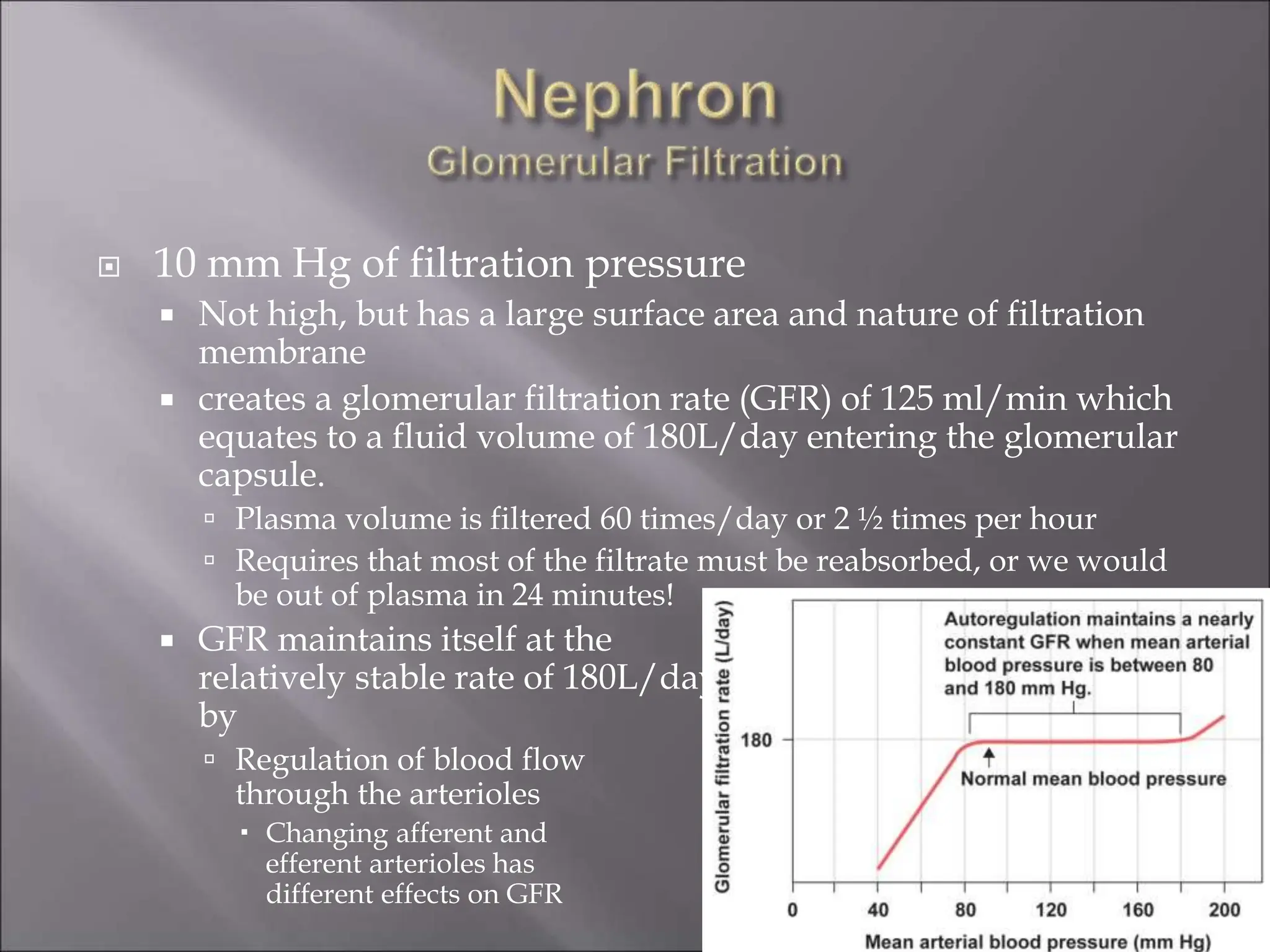  10 mm Hg of filtration pressure
 Not high, but has a large surface area and nature of filtration
membrane
 creates a glomerular filtration rate (GFR) of 125 ml/min which
equates to a fluid volume of 180L/day entering the glomerular
capsule.
 Plasma volume is filtered 60 times/day or 2 ½ times per hour
 Requires that most of the filtrate must be reabsorbed, or we would
be out of plasma in 24 minutes!
 GFR maintains itself at the
relatively stable rate of 180L/day
by
 Regulation of blood flow
through the arterioles
 Changing afferent and
efferent arterioles has
different effects on GFR
 