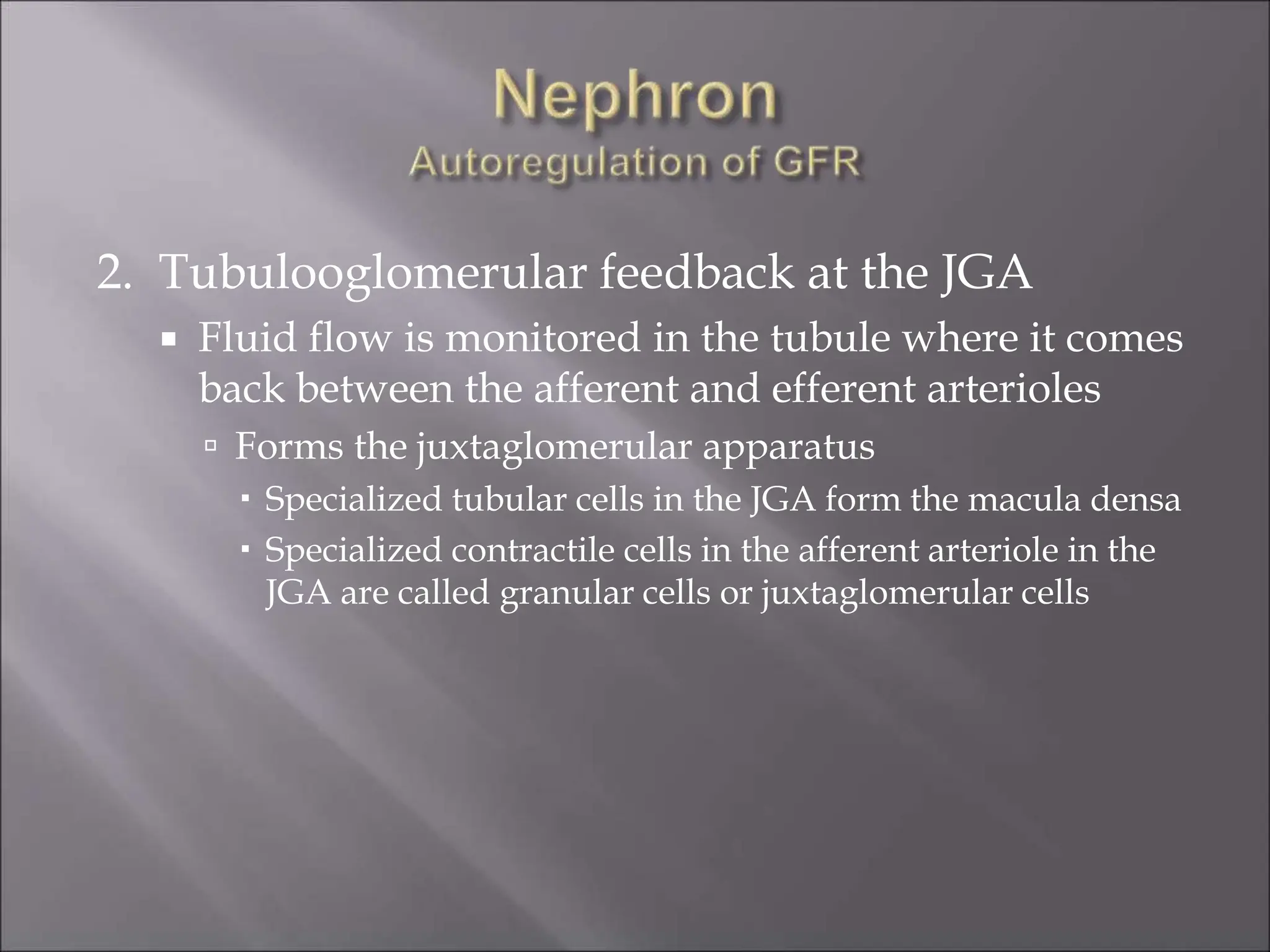2. Tubulooglomerular feedback at the JGA
 Fluid flow is monitored in the tubule where it comes
back between the afferent and efferent arterioles
 Forms the juxtaglomerular apparatus
 Specialized tubular cells in the JGA form the macula densa
 Specialized contractile cells in the afferent arteriole in the
JGA are called granular cells or juxtaglomerular cells
 
